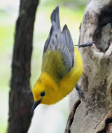 Prothonotary Warbler female